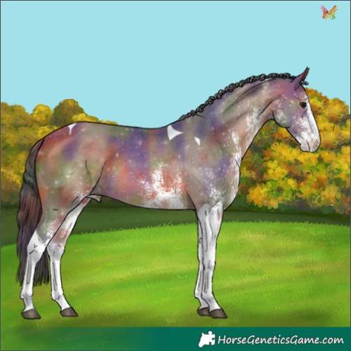 Horse Color:Nacre White Spotted Bay Tobiano 