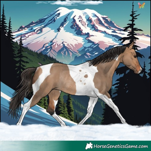 Horse Color:Bay Dun Tobiano Rabicano 