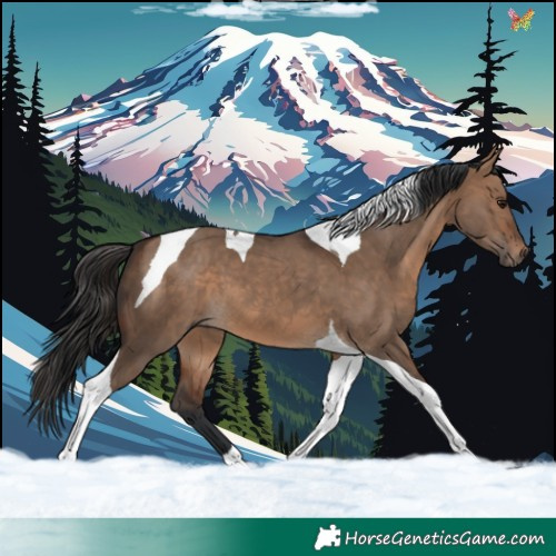 Horse Color:Brown Dun Tobiano 