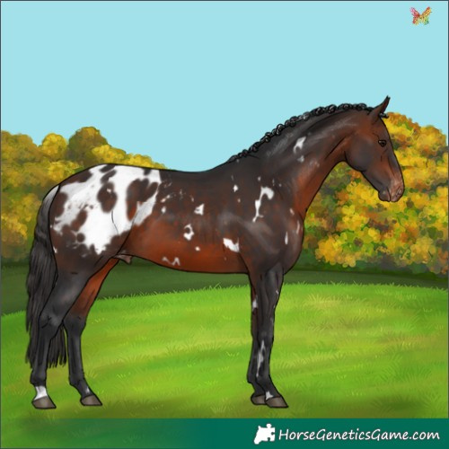 Horse Color:White Spotted Bay Appaloosa 