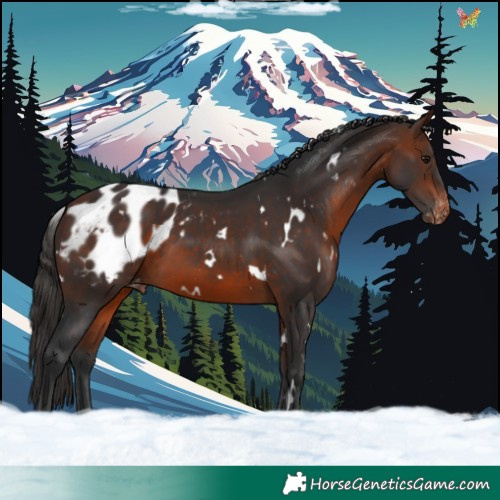 Horse Color:White Spotted Bay Blanket 