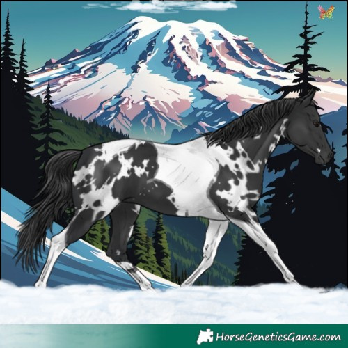 Horse Color:White Spotted Black Tobiano 