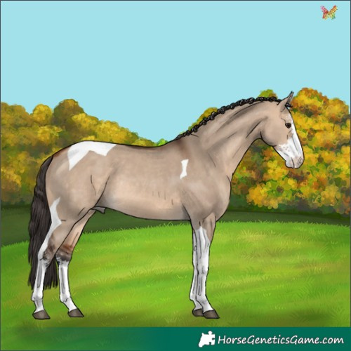 Horse Color:Bay Dun Sabino Tobiano Rabicano 