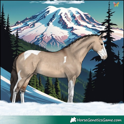 Horse Color:Bay Dun Sabino Tobiano Rabicano 