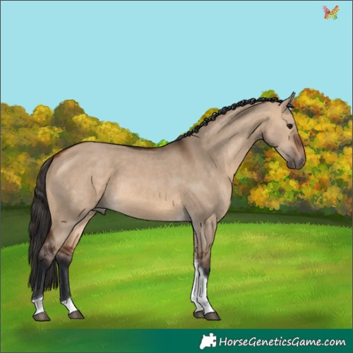 Horse Color:Bay Dun Tobiano 