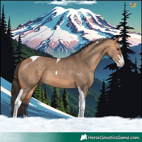 Horse Color:Bay Dun Sabino Tobiano 