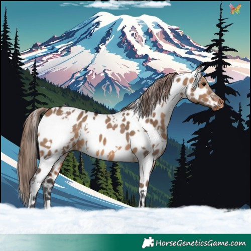 Horse Color:White Spotted Brown Dun Near Leopard 
