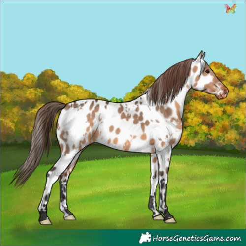 Horse Color:White Spotted Brown Dun Appaloosa 