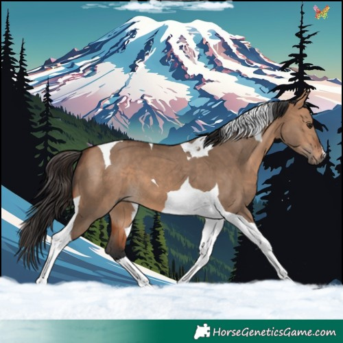 Horse Color:Bay Dun Tobiano 