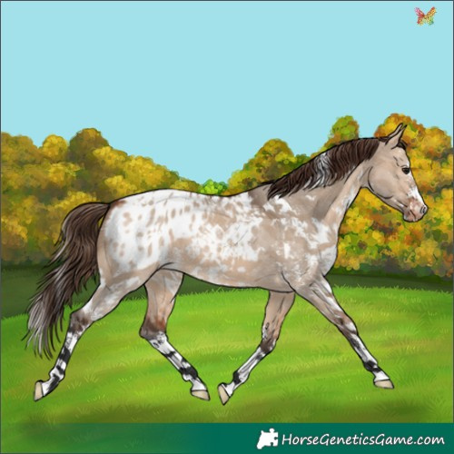 Horse Color:White Spotted Bay Dun Sabino Appaloosa 