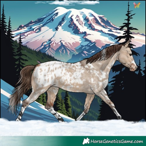 Horse Color:White Spotted Bay Dun Sabino Appaloosa 