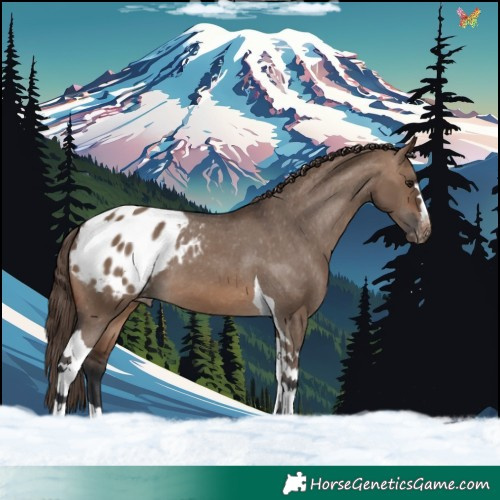 Horse Color:Brown Dun Tobiano Blanket 