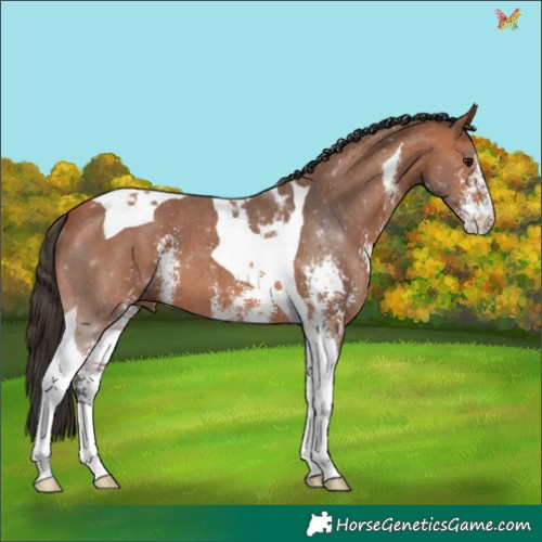 Horse Color:Bay Sabino Tobiano 
