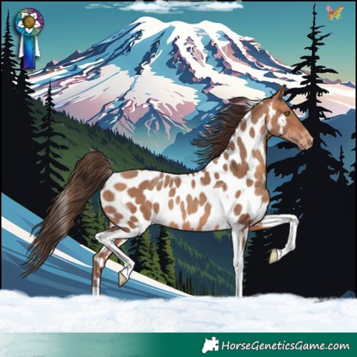 Horse Color:Amber Champagne Tobiano Appaloosa Rabicano 