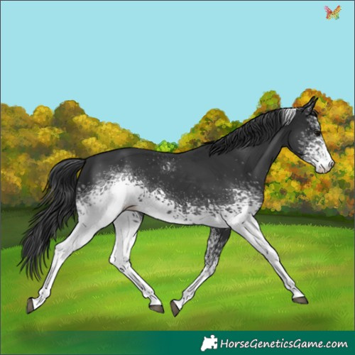 Horse Color:White Spotted Black Tobiano 