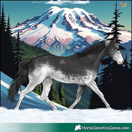 Horse Color:White Spotted Black Tobiano 