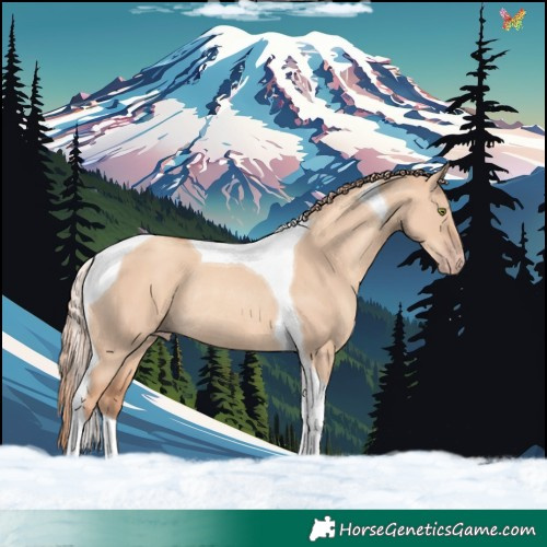 Horse Color:Gold Champagne Dun Tobiano Rabicano 