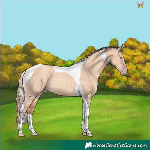 Horse Color:Gold Champagne Dun Tobiano Rabicano 