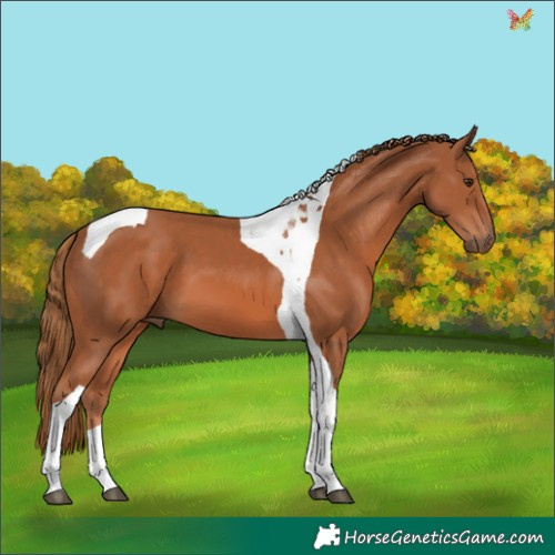 Horse Color:Chestnut Tobiano 