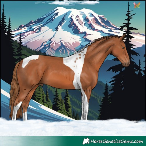 Horse Color:Chestnut Tobiano 