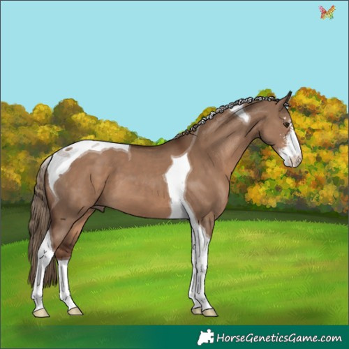 Horse Color:Liver Red Dun Sabino Tobiano 