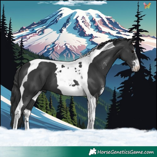 Horse Color:Black Sabino Tobiano 