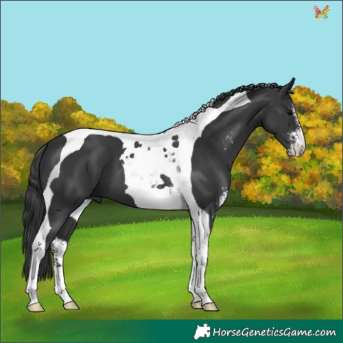 Horse Color:Black Sabino Tobiano 