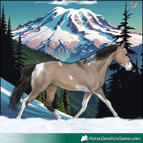 Horse Color:Brown Dun Sabino Tobiano 