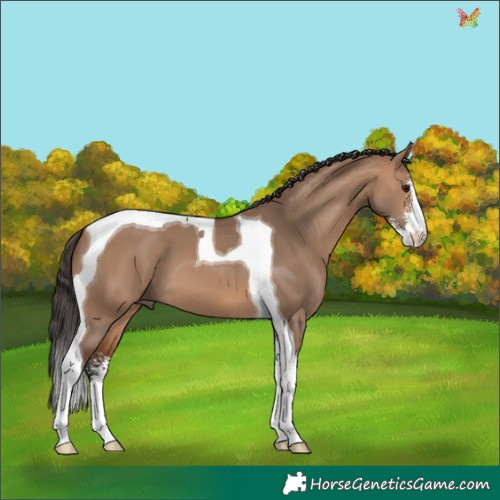 Horse Color:Bay Dun Sabino Tobiano 