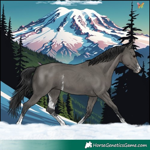 Horse Color:Grullo Sabino Tobiano Rabicano 