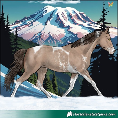 Horse Color:Classic Champagne Sabino Tobiano 
