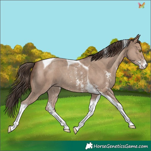 Horse Color:Classic Champagne Sabino Tobiano 