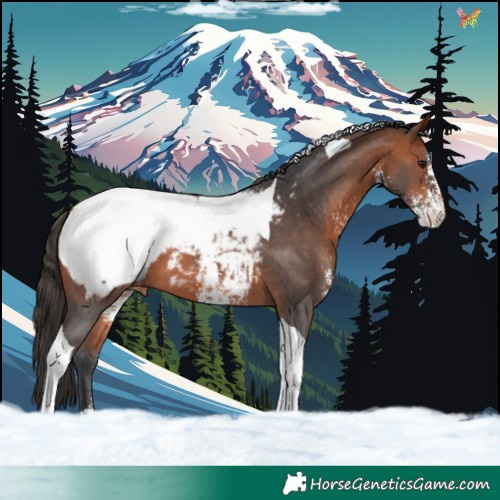 Horse Color:Bay Sabino Tobiano Appaloosa 