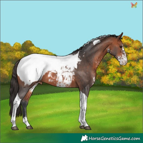 Horse Color:Bay Sabino Tobiano Appaloosa 