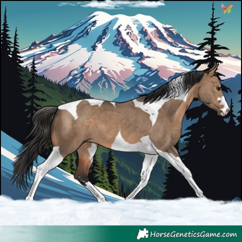 Horse Color:Brown Dun Tobiano 