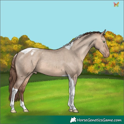 Horse Color:Amber Champagne Dun Tobiano Appaloosa 