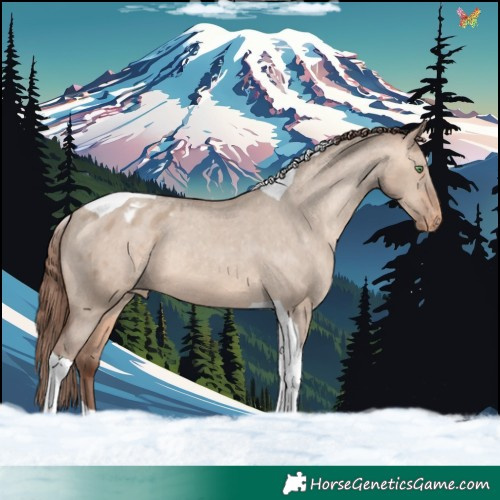 Horse Color:Amber Champagne Dun Tobiano Appaloosa 
