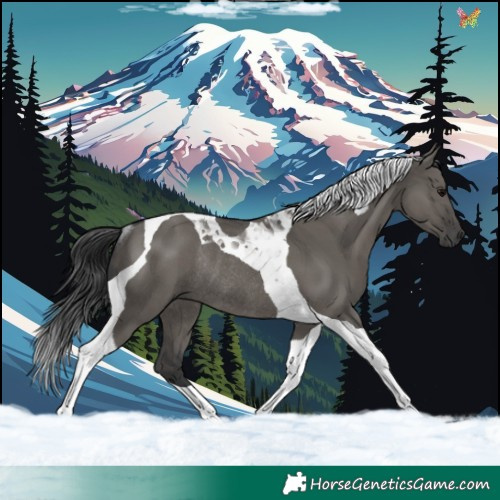 Horse Color:Grullo Tobiano Rabicano 