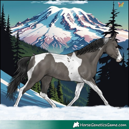 Horse Color:Grullo Sabino Tobiano Rabicano 