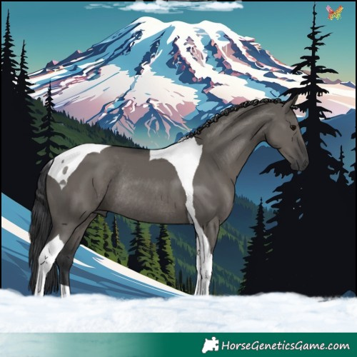 Horse Color:Grullo Tobiano Rabicano 