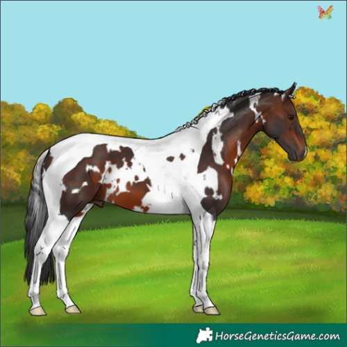 Horse Color:White Spotted Brown Tobiano 