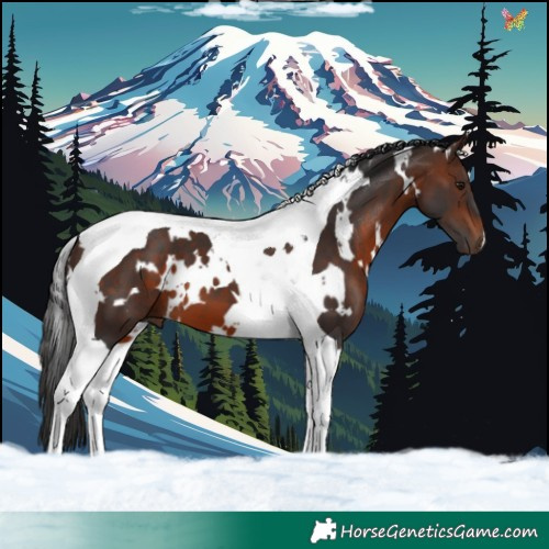 Horse Color:White Spotted Brown Tobiano 