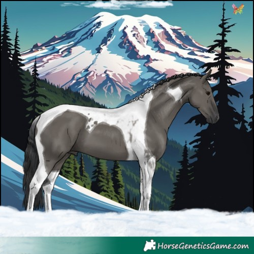 Horse Color:Grullo Tobiano 