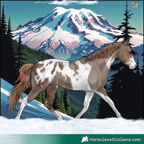 Horse Color:Liver Red Dun Sabino Tobiano Appaloosa 