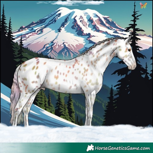 Horse Color:Nacre Palomino Appaloosa 