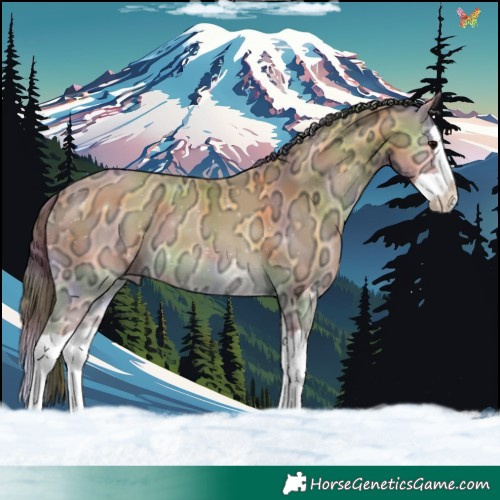 Horse Color:Nacre Buckskin Ice Onyx Splash 