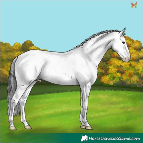 Horse Color:Black Sabino 