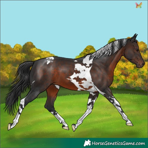 Horse Color:Brown Tobiano 