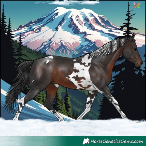 Horse Color:Brown Tobiano 