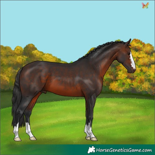 Horse Color:Brown 